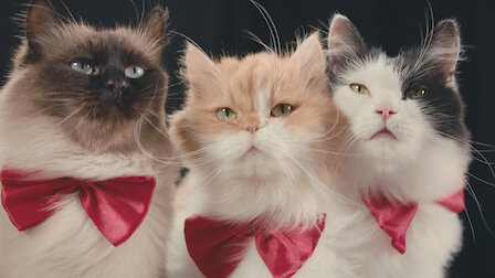Watch Notre Langue Aux Chats Netflix Official Site